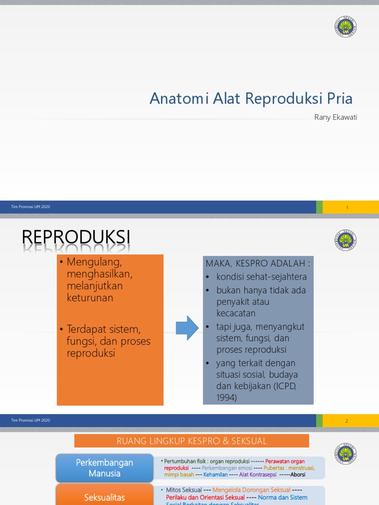alat kelamin pria struktur anatomi