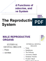 Reproductive System - Male and Female