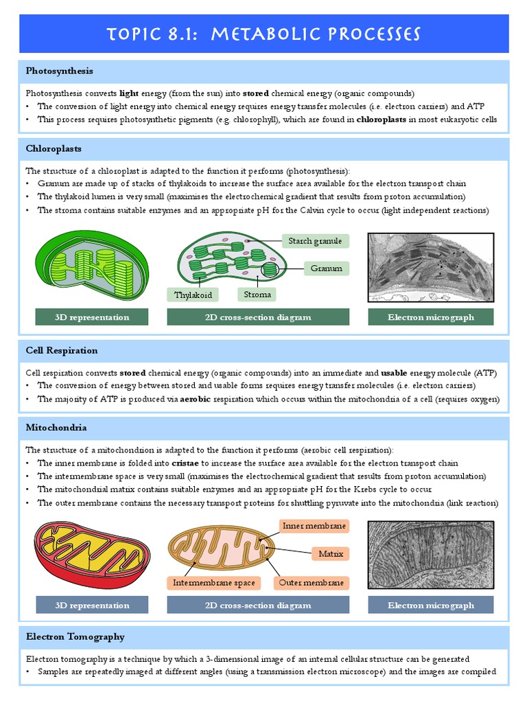 Bio Ninja Unit 8 | PDF | Adenosine Triphosphate | Cellular Respiration
