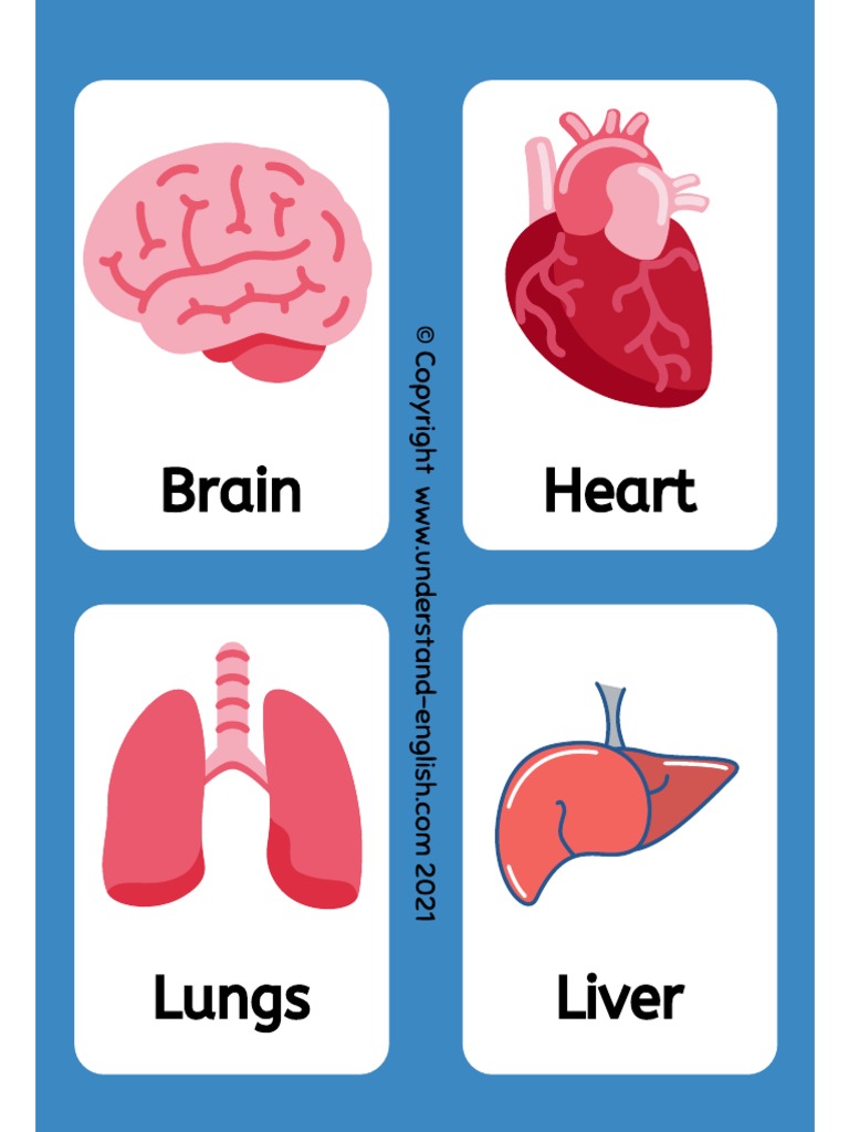 Human Organs | PDF