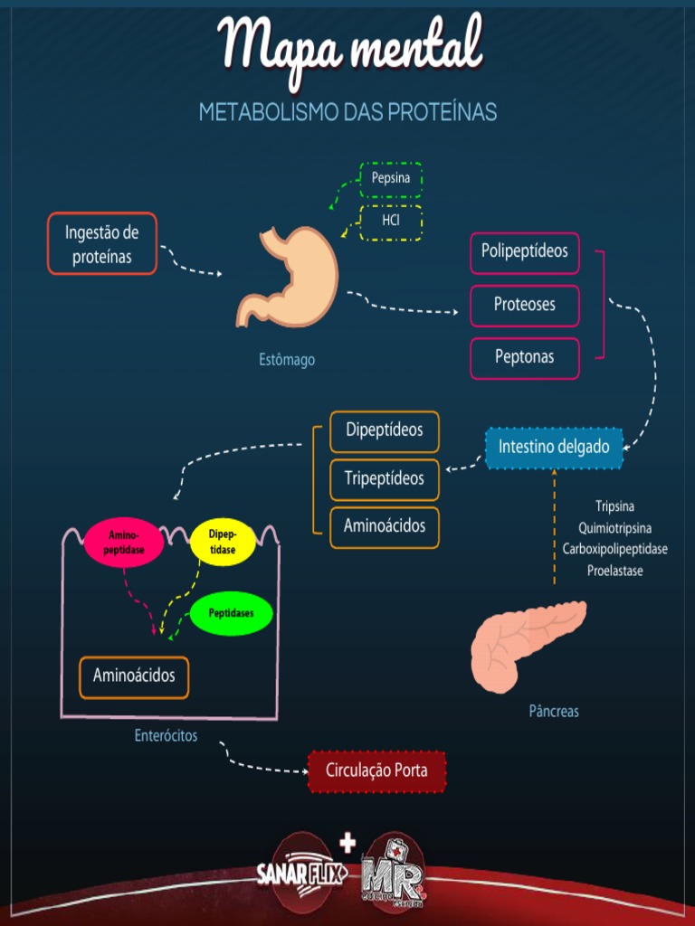 mapa-mental-metabolismo-das-prote-nas-pdf