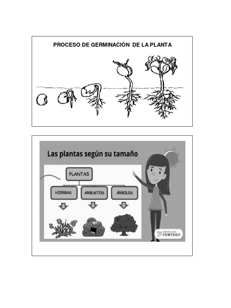 CARACTERISTICAS DE LAS PLANTAS PDF