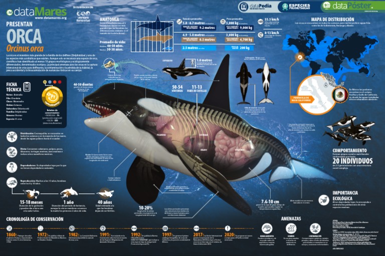 Orcas: Conservación y Características Esenciales | PDF | Zoología ...