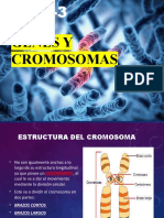 Tema 3 Genes-Cromosomas 2023