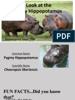 Pygmy Hippopotamus Presentation