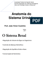 Sistema Urinário