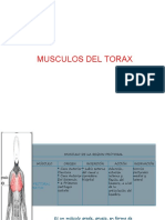 8va Sesión - Músculos Del Tórax Anterior (1)