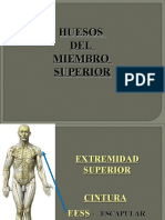 6ta Sesión - Huesos Del Miembro Superior