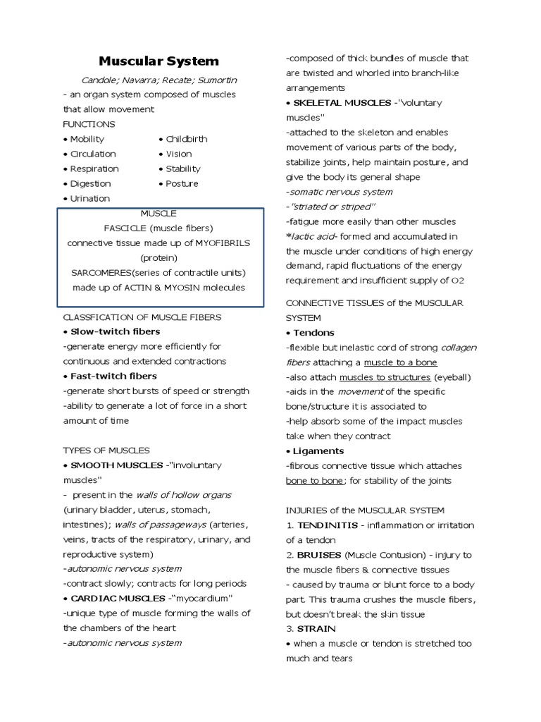 9 Muscular System Handouts FINAL | PDF | Skeletal Muscle | Morphology ...