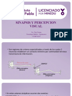 Sinapsis y Percepcion Visual