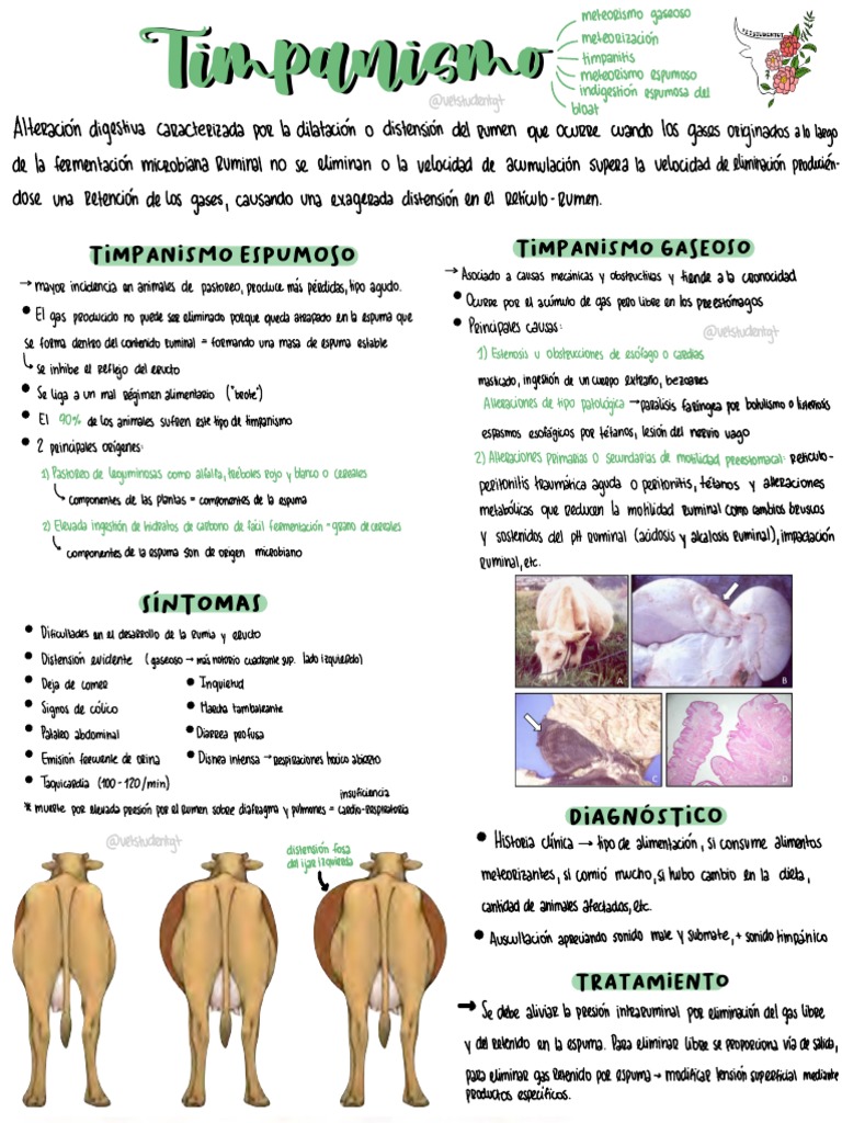 Timpanismo Vetstudentgt PDF