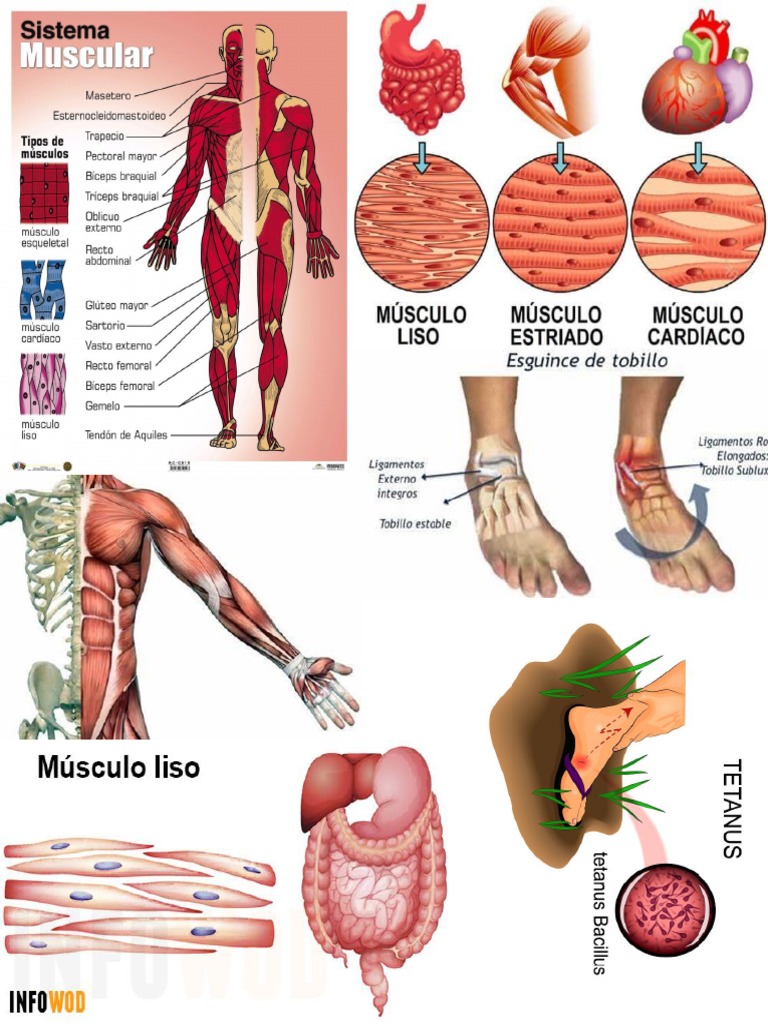 SISTEMA MUSCULAR COLLAGE | PDF