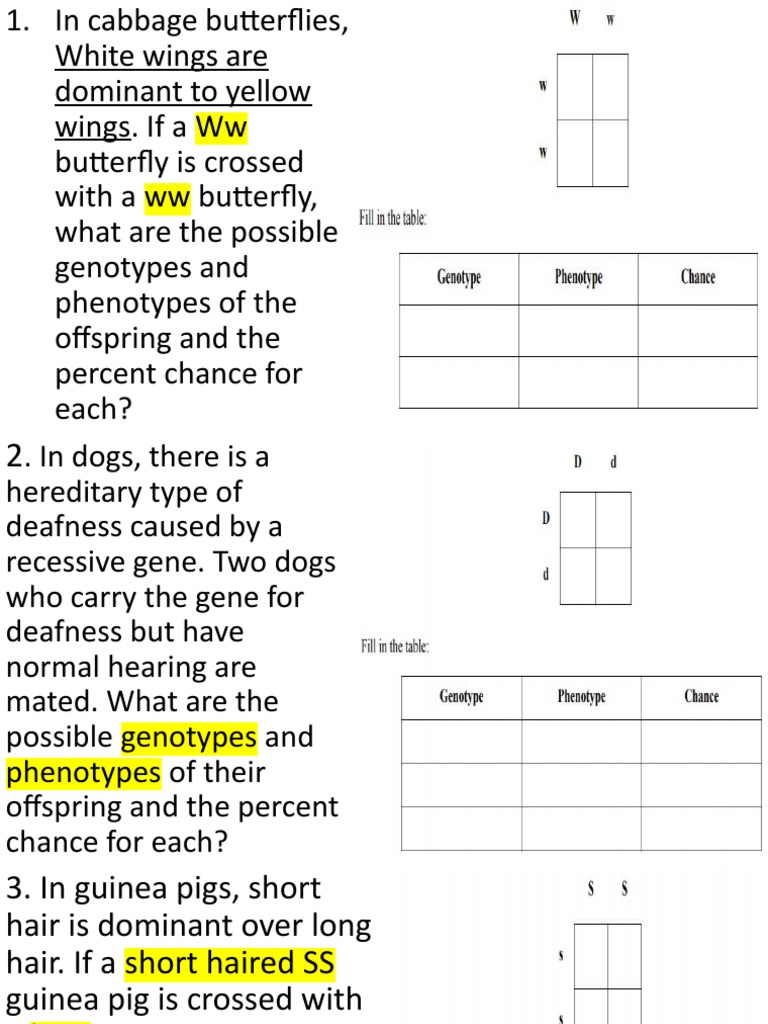 Punnet Square | PDF | Science & Mathematics