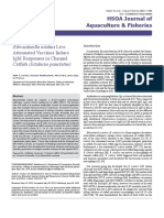 Edwardsiella Ictaluri Live Attenuated Vaccines Induce Igm Responses in Channel Catfish Ictalurus Punctatus