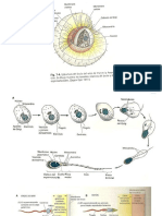 Fecundacion y Bloqueos Polispermia