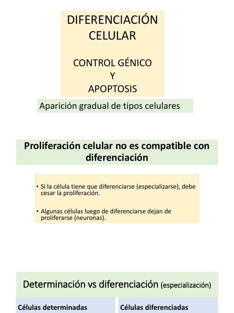 Diferenciacion Celular Control Genico y Apoptosis | PDF