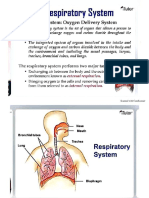 The Respiratory System