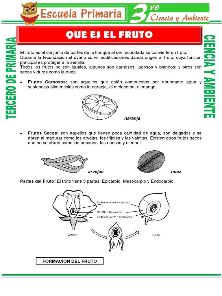 que-es-el-fruto-arvejas-pdf
