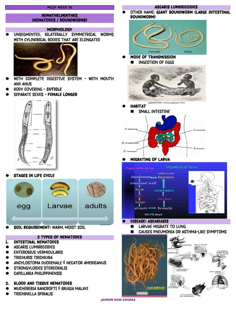 Micp Week 14 Nematodes Trematodes | PDF