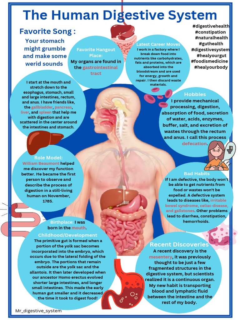 Understanding the Human Digestive System | PDF