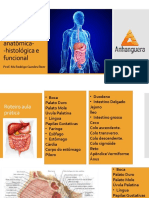 Morfo+Aula+05-+Seção+2 1