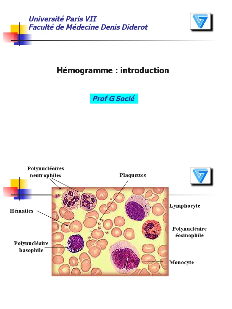 Hémogramme : Interprétation et Indications | PDF