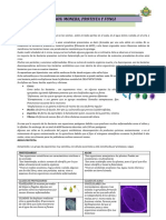 Reino Monera Protista y Fungi