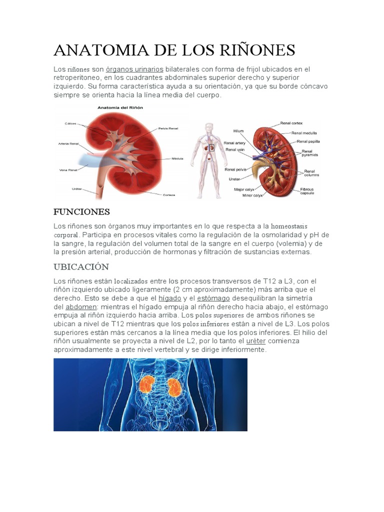 Anatomia de Los Riñones | PDF