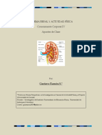 Sistema Renal