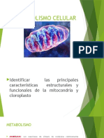 BC CLase 15 Metabolismo Celular