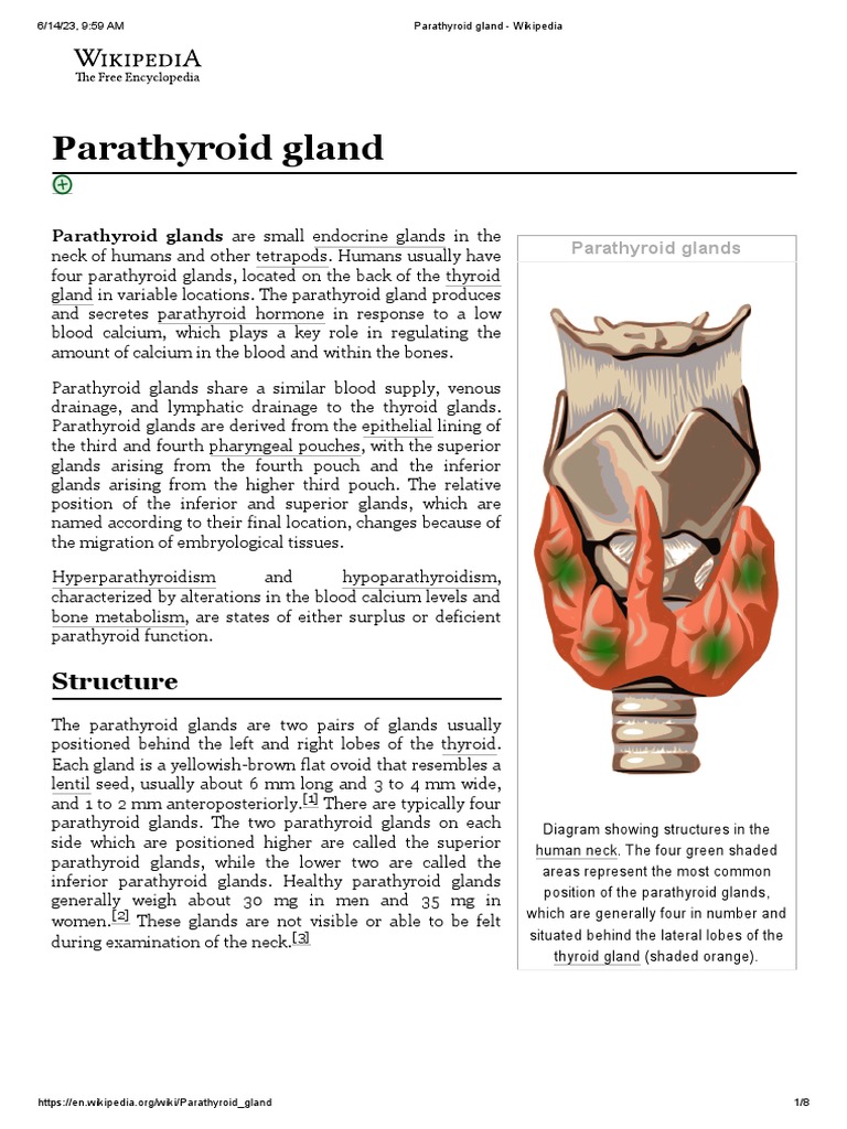 Parathyroid Gland Wikipedia PDF