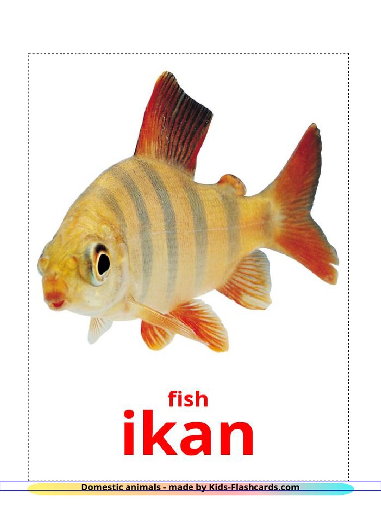 Domestic Animals 1 A4 | PDF