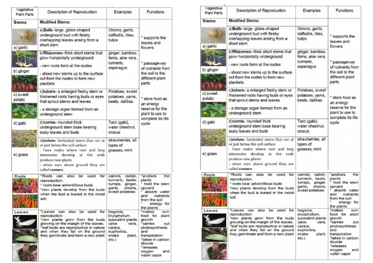 4-2-week-notes-reproductive-parts-in-plants-and-their-functions-pdf