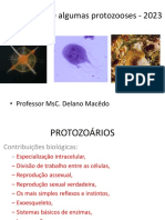 Protozoários 2023 Novo