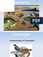 Vertebrates