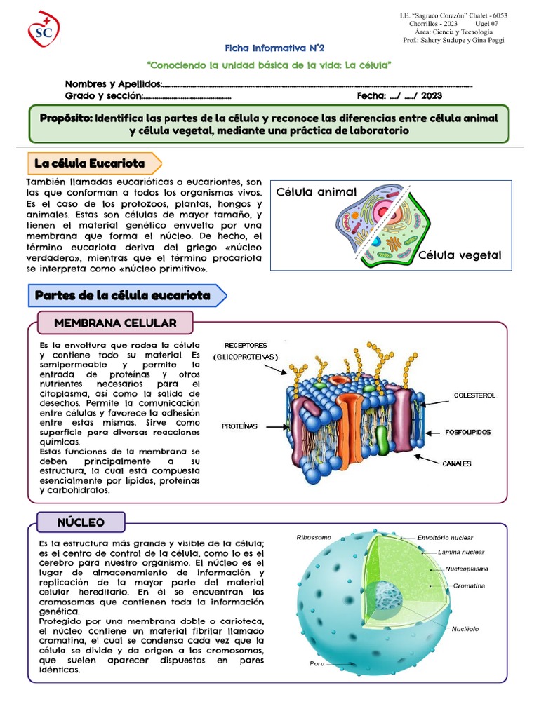 Estructura y Funciones de la Célula Eucariota | PDF | Biología Celular ...