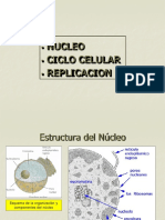05 Presentación Ciclo Celular y Duplicación Del ADN