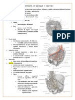 Anatomía de Vejiga Uretra Recto y Ano