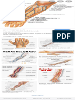 Circulacion Antebrazo - Búsqueda de Google