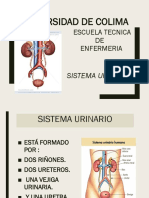 Sistema Urinario