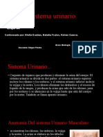 Sistema Urinario PDF 2