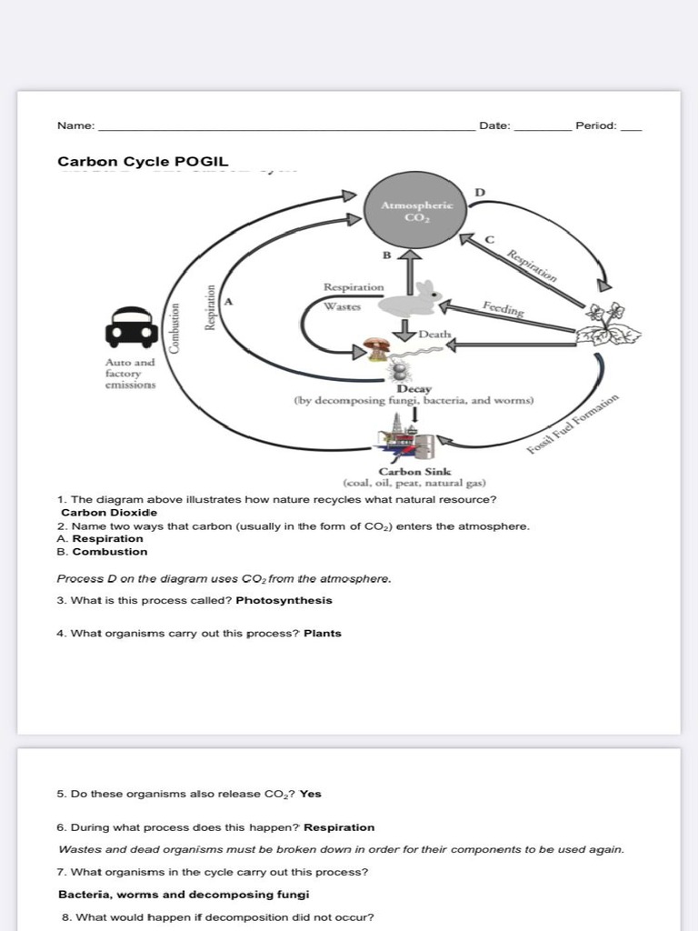 Carbon Cycle Pogil PDF