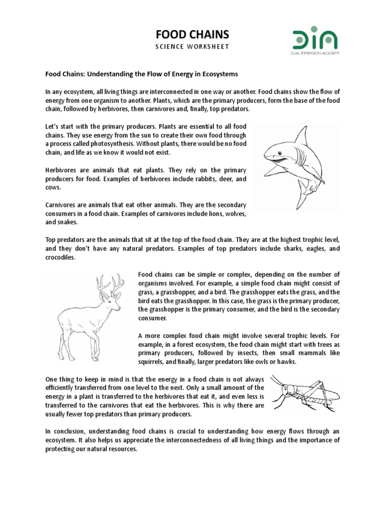 Food Chains Worksheet Biology Diagrams