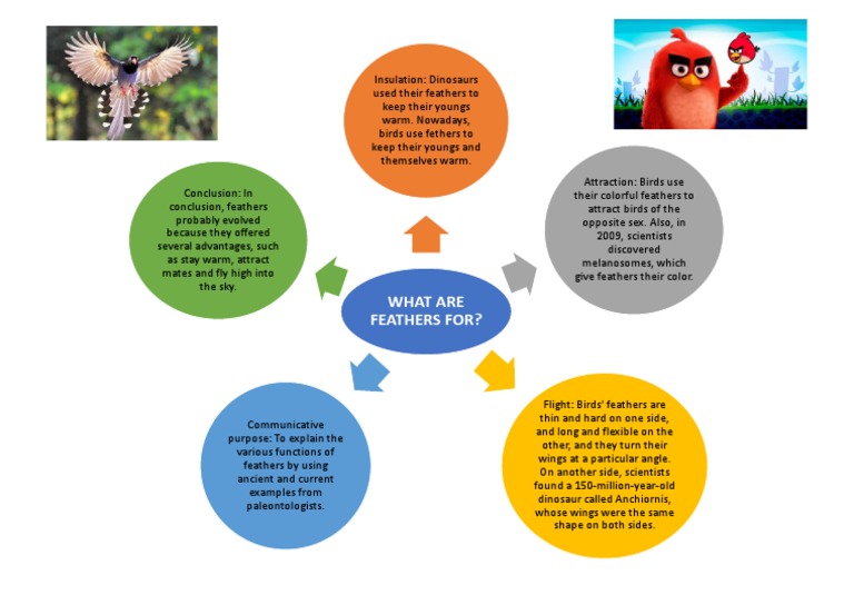 Feather Functions Explained | PDF