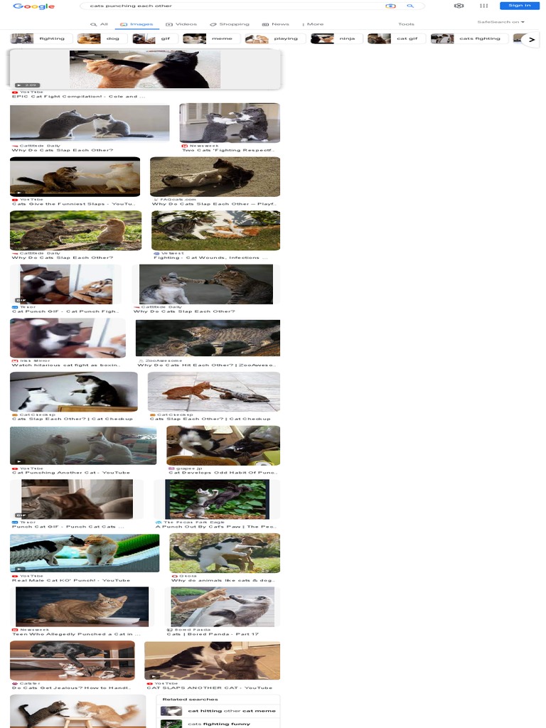 Cats Punching Each Other Google Search PDF