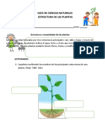 Ciencias 3ºB GUÍA Estructuras de Las Plantas