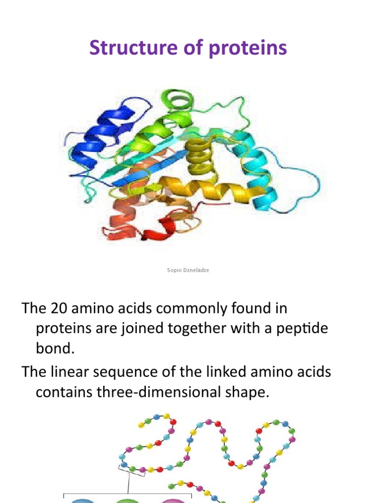 4.structure of Proteins | PDF | Protein Structure | Beta Sheet