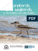 Pilbara Shorebirds and Seabirds of The Pilbara Coast and Islan