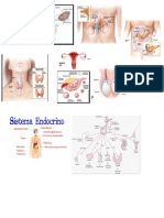 sistema endocrino 