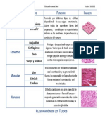 Clasificación de Los Tejidos